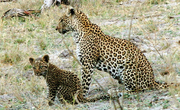 親子のヒョウ